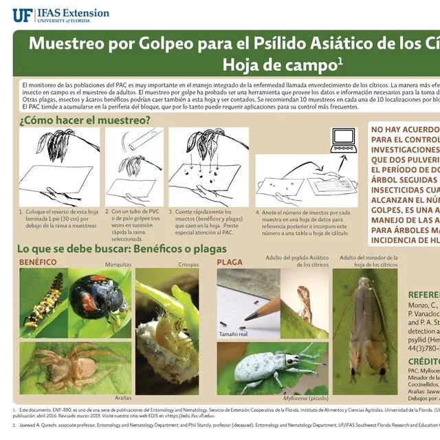 thumbnail for publication: Muestreo por Golpeo para el Psílido Asiático de los Cítricos (PAC). Hoja de campo